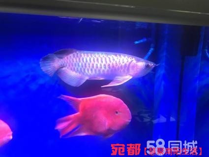 鱼缸清理 图3